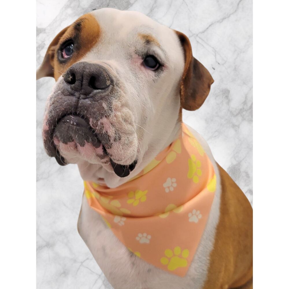 Peach Pet Bandana Paw Print White & Yellow